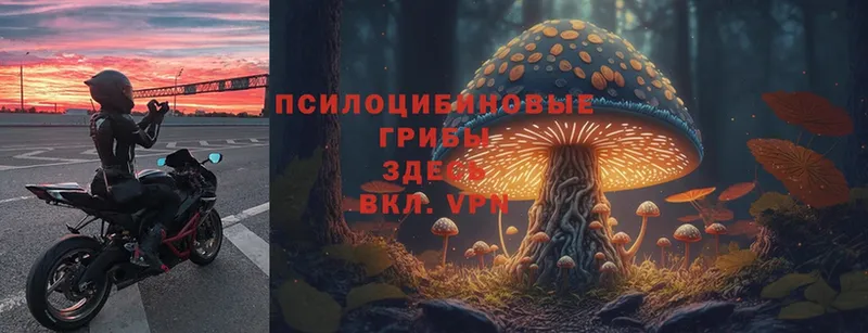 цена наркотик  Вихоревка  Галлюциногенные грибы MAGIC MUSHROOMS 